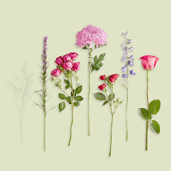 Cut Flowers - Sarasi Flora