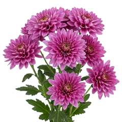 Fresh Chrysanthemum Cut Flowers - Premium Quality Mums for Arrangements - Sarasi Flora