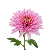 Fresh Chrysanthemum Cut Flowers - Premium Quality Mums for Arrangements - Sarasi Flora