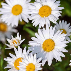 Fresh Daisy Cut Flowers - Babandesiya Gerbera Blooms for Arrangements