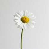 Fresh Daisy Cut Flowers - Babandesiya Gerbera Blooms for Arrangements - Sarasi Flora