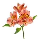 Fresh Alstroemeria Cut Flowers - Premium Peruvian Lily Inca Blooms - Sarasi Flora
