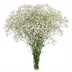 Fresh Baby's Breath Cut Flowers - Premium White Filler Blooms for Arrangements - Sarasi Flora