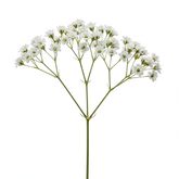 Fresh Baby's Breath Cut Flowers - Premium White Filler Blooms for Arrangements - Sarasi Flora