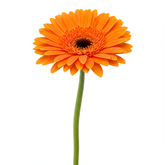 Fresh Gerbera Daisy Cut Flowers - Premium Barbendesiya Blooms for Arrangements - Sarasi Flora
