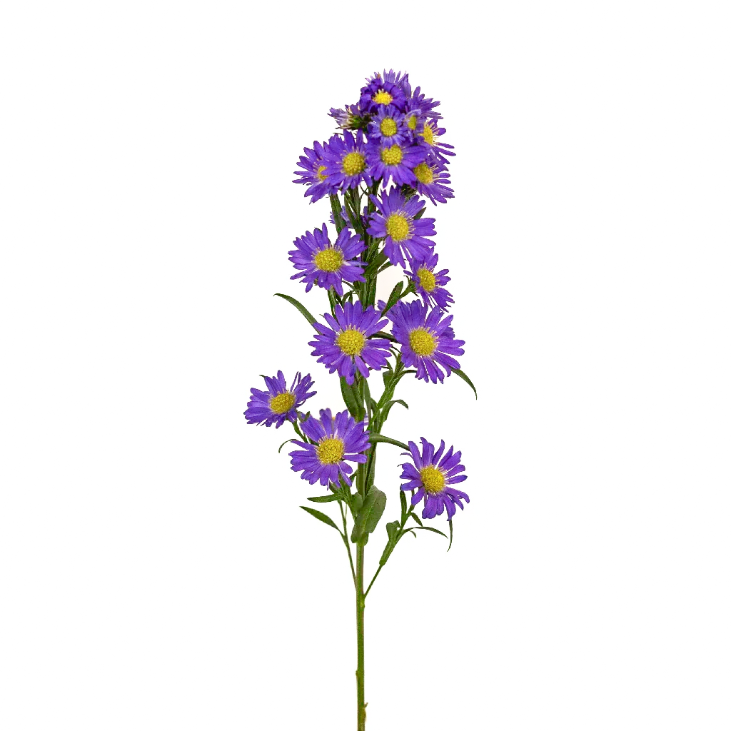 Fresh Purple Michael Cut Flowers - Premium Aster Blooms for Arrangements - Sarasi Flora