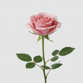 Fresh Rose Cut Flowers - Premium Long Stem Roses for Special Occasions - Sarasi Flora