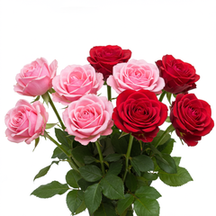 Fresh Rose Cut Flowers - Premium Long Stem Roses for Special Occasions - Sarasi Flora