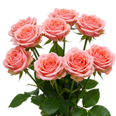 Fresh Spray Roses Cut Flowers - Sweetheart Baby Petite Rose Clusters - Sarasi Flora