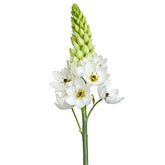 Fresh Star of Bethlehem Cut Flowers - Ornithogalum Star Flower Blooms