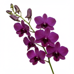 Fresh Dendrobium Orchid Cut Flowers - Premium Tropical Exotic Blooms - Sarasi Flora