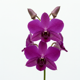 Fresh Dendrobium Orchid Cut Flowers - Premium Tropical Exotic Blooms - Sarasi Flora