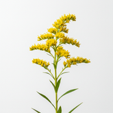 Fresh Goldenrod Cut Flowers - Solidago Golden Aster Filler Blooms - Sarasi Flora