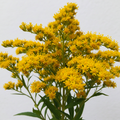 Fresh Goldenrod Cut Flowers - Solidago Golden Aster Filler Blooms - Sarasi Flora