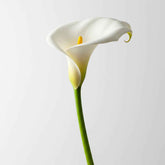 Fresh White Arum Lily Cut Flowers - Calla Lily Trumpet Blooms for Arrangements