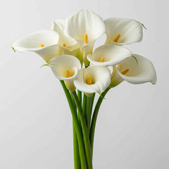 Fresh White Arum Lily Cut Flowers - Calla Lily Trumpet Blooms for Arrangements