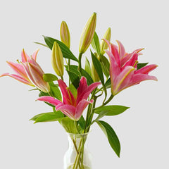 Fresh Oriental Lily Cut Flowers - Premium Pink White Fragrant Blooms