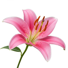 Fresh Oriental Lily Cut Flowers - Premium Pink White Fragrant Blooms