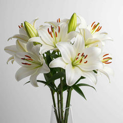 Fresh Oriental Lily Cut Flowers - Premium Pink White Fragrant Blooms