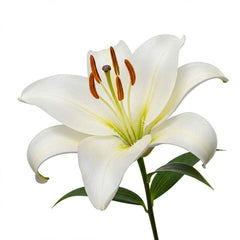 Fresh Oriental Lily Cut Flowers - Premium Pink White Fragrant Blooms