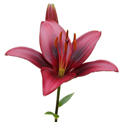 Fresh Asiatic Lily Cut Flowers - Vibrant Yellow Orange Pink Maroon Blooms