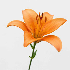 Fresh Asiatic Lily Cut Flowers - Vibrant Yellow Orange Pink Maroon Blooms