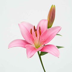 Fresh Asiatic Lily Cut Flowers - Vibrant Yellow Orange Pink Maroon Blooms