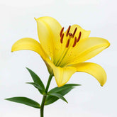 Fresh Asiatic Lily Cut Flowers - Vibrant Yellow Orange Pink Maroon Blooms