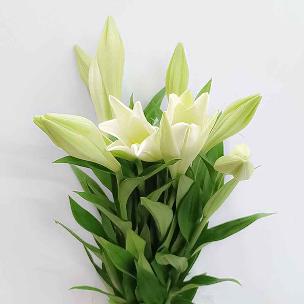 Fresh Madonna Lily Cut Flowers - Pure White French Annunciation Lily Blooms