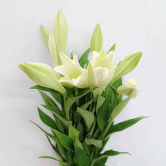 Fresh Madonna Lily Cut Flowers - Pure White French Annunciation Lily Blooms