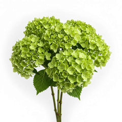 Fresh Green Hydrangea Cut Flowers - Thummasmal Volume Blooms for Arrangements