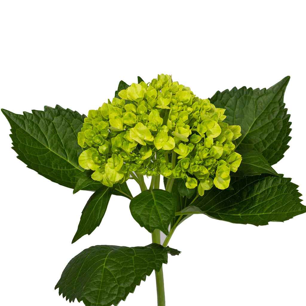 Fresh Green Hydrangea Cut Flowers - Thummasmal Volume Blooms for Arrangements