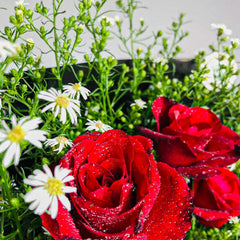 Classic Red Rose Bouquet - Premium Long Stem Red Roses