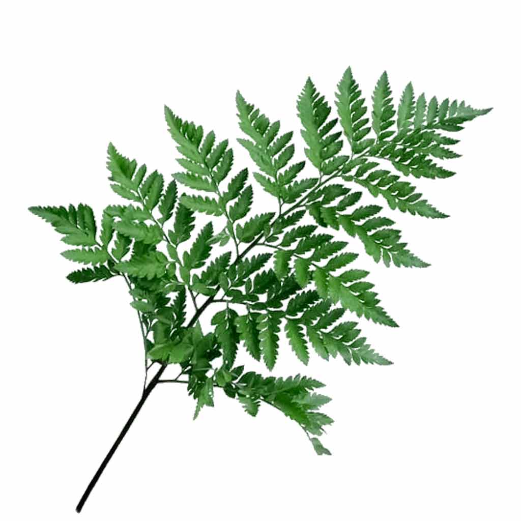 Fresh Leather Leaves Cut Foliage - Premium Green Leafy Stems for Arrangements - Sarasi Flora