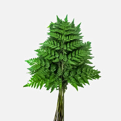 Fresh Leather Leaves Cut Foliage - Premium Green Leafy Stems for Arrangements - Sarasi Flora
