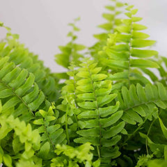 Fresh Boston Fren Cut Foliage - Delicate Green Fern Leaves for Natural Arrangements - Sarasi Flora