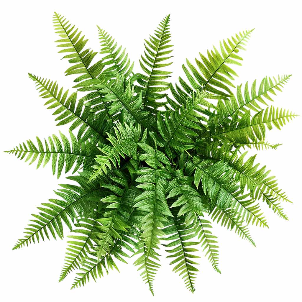 Fresh Boston Fren Cut Foliage - Delicate Green Fern Leaves for Natural Arrangements - Sarasi Flora
