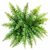 Fresh Boston Fren Cut Foliage - Delicate Green Fern Leaves for Natural Arrangements - Sarasi Flora