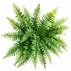 Fresh Boston Fren Cut Foliage - Delicate Green Fern Leaves for Natural Arrangements - Sarasi Flora
