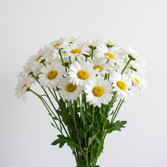 Fresh Daisy Cut Flowers - Babandesiya Gerbera Blooms for Arrangements - Sarasi Flora