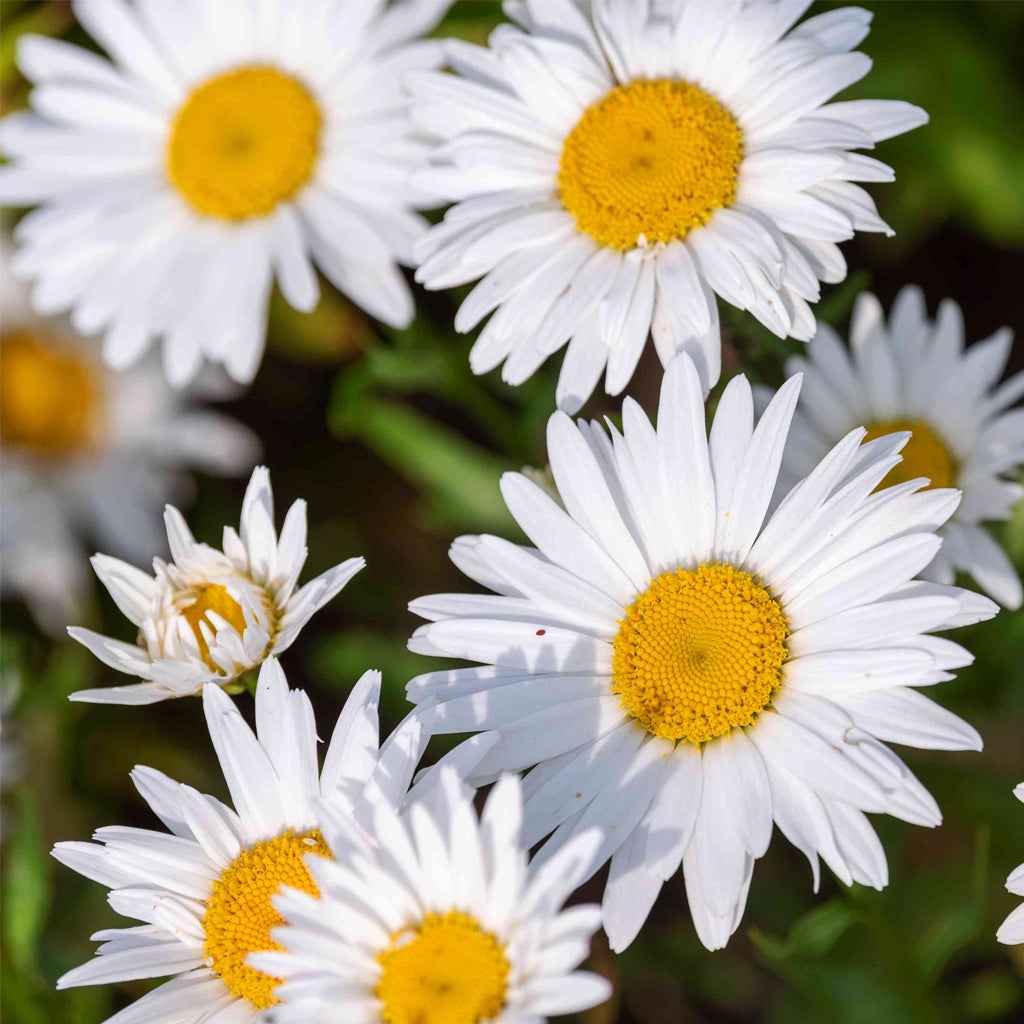 Fresh Daisy Cut Flowers - Babandesiya Gerbera Blooms for Arrangements