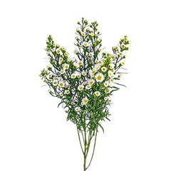 Fresh Super Daisy Cut Flowers - Common English Lawn Daisy Blooms - Sarasi Flora