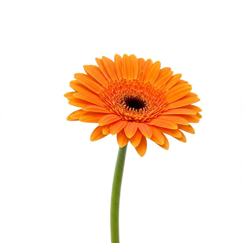 Fresh Gerbera Daisy Cut Flowers - Premium Barbendesiya Blooms for Arrangements