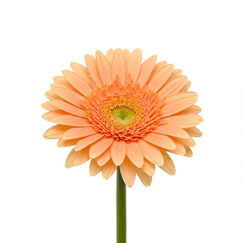 Fresh Gerbera Daisy Cut Flowers - Premium Barbendesiya Blooms for Arrangements