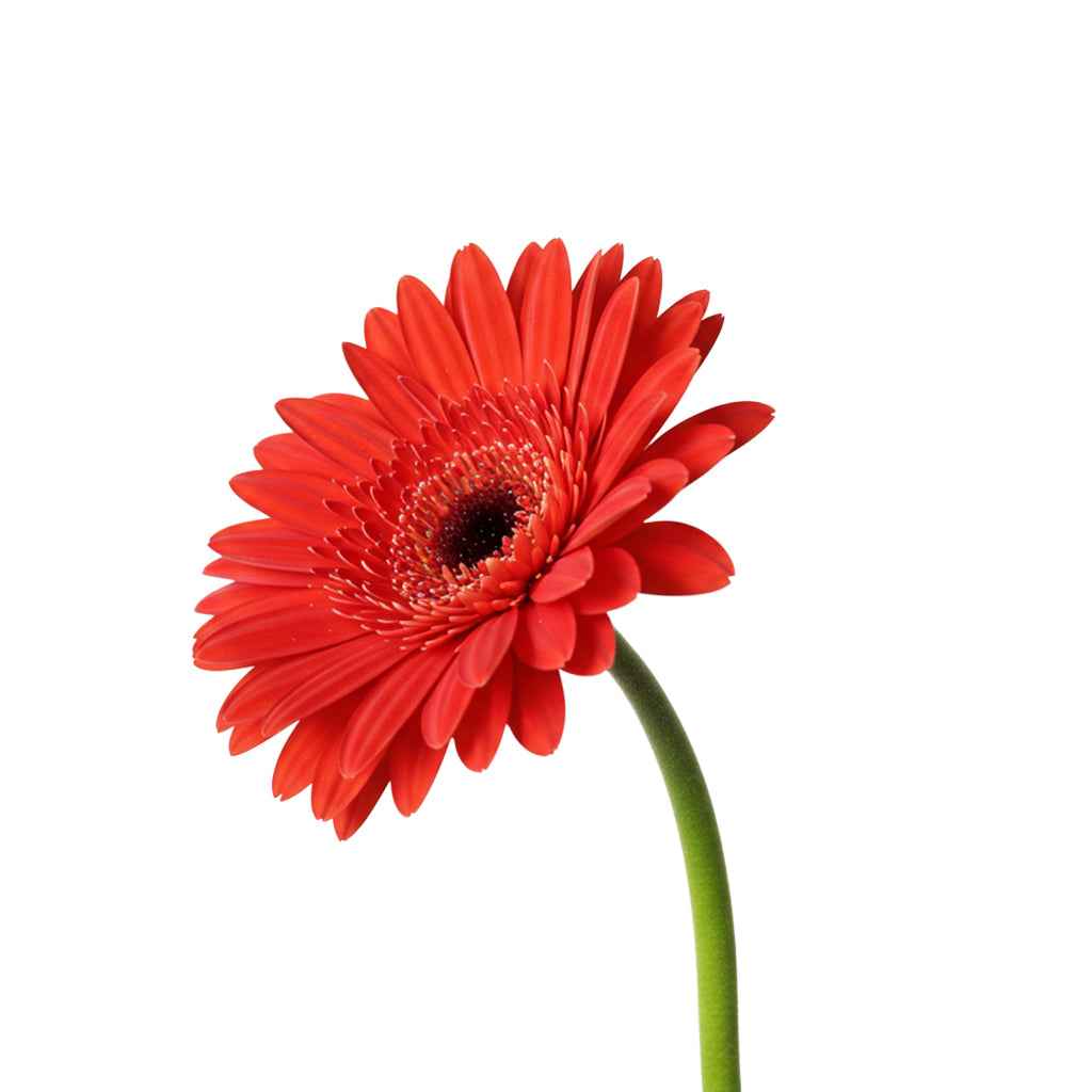 Fresh Gerbera Daisy Cut Flowers - Premium Barbendesiya Blooms for Arrangements