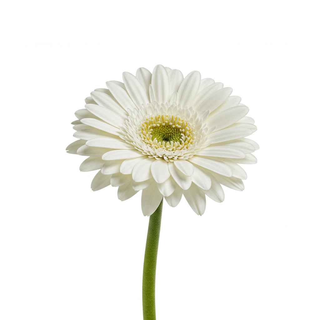 Fresh Gerbera Daisy Cut Flowers - Premium Barbendesiya Blooms for Arrangements