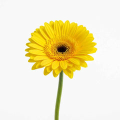Fresh Gerbera Daisy Cut Flowers - Premium Barbendesiya Blooms for Arrangements