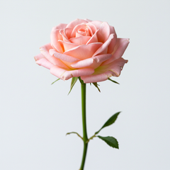 Fresh Spray Roses Cut Flowers - Sweetheart Baby Petite Rose Clusters - Sarasi Flora