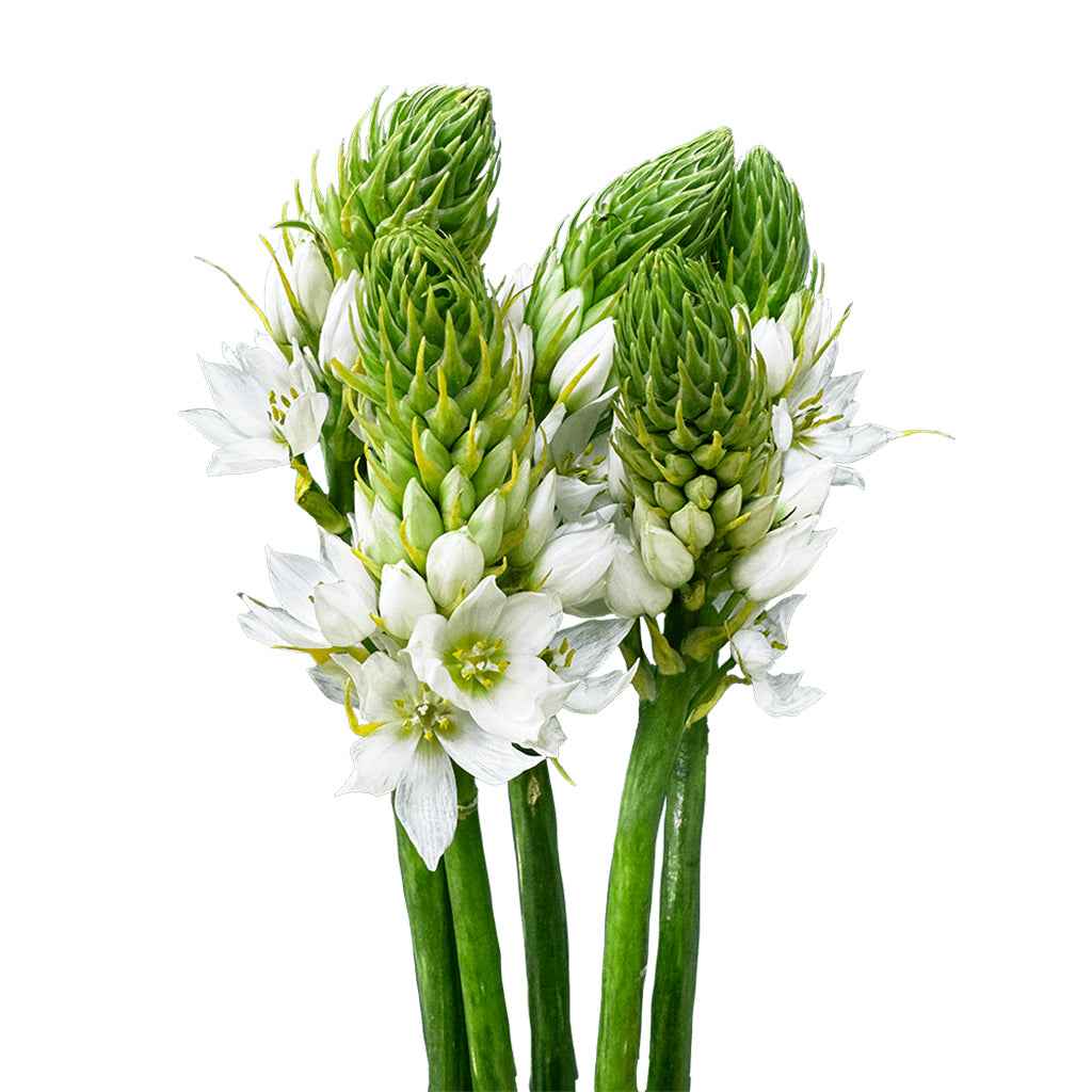 Fresh Star of Bethlehem Cut Flowers - Ornithogalum Star Flower Blooms