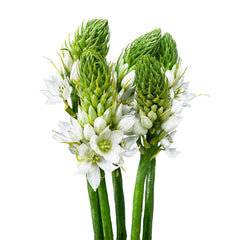 Fresh Star of Bethlehem Cut Flowers - Ornithogalum Star Flower Blooms